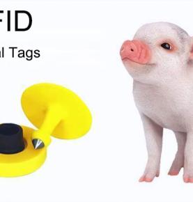UHF RFID sätter ID-kort på grisar och spårar deras liv från födsel till slakt